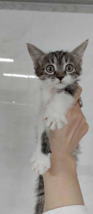 В самые добрые ручки. Котята 1,5 месяца.
