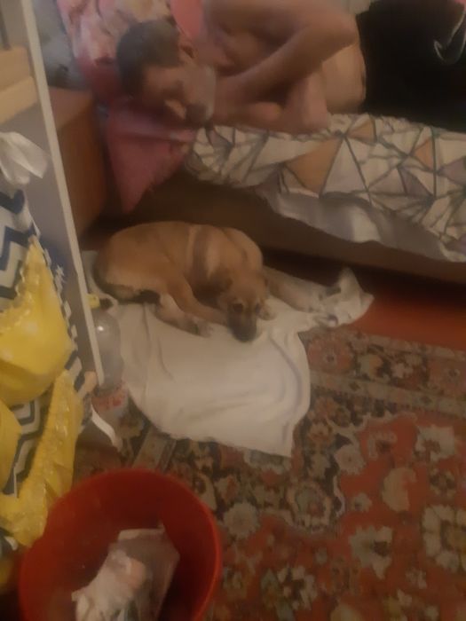 Найдена собака девочка.