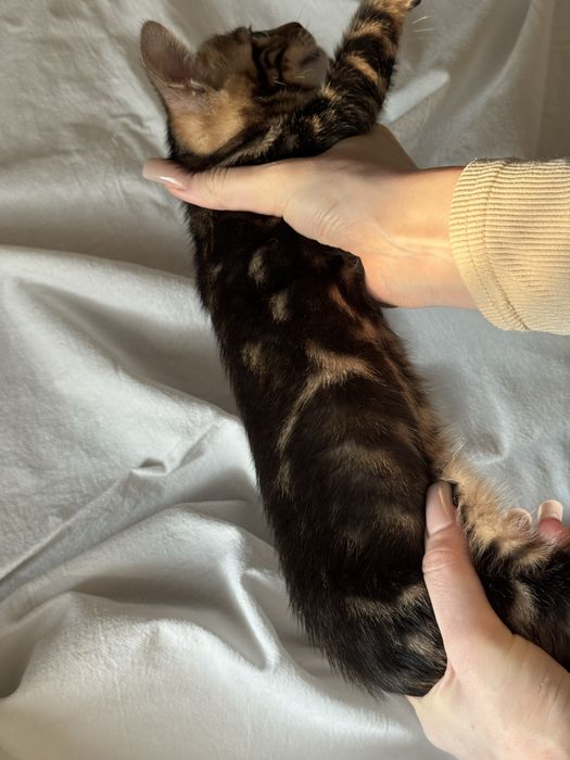 бенгальские котята