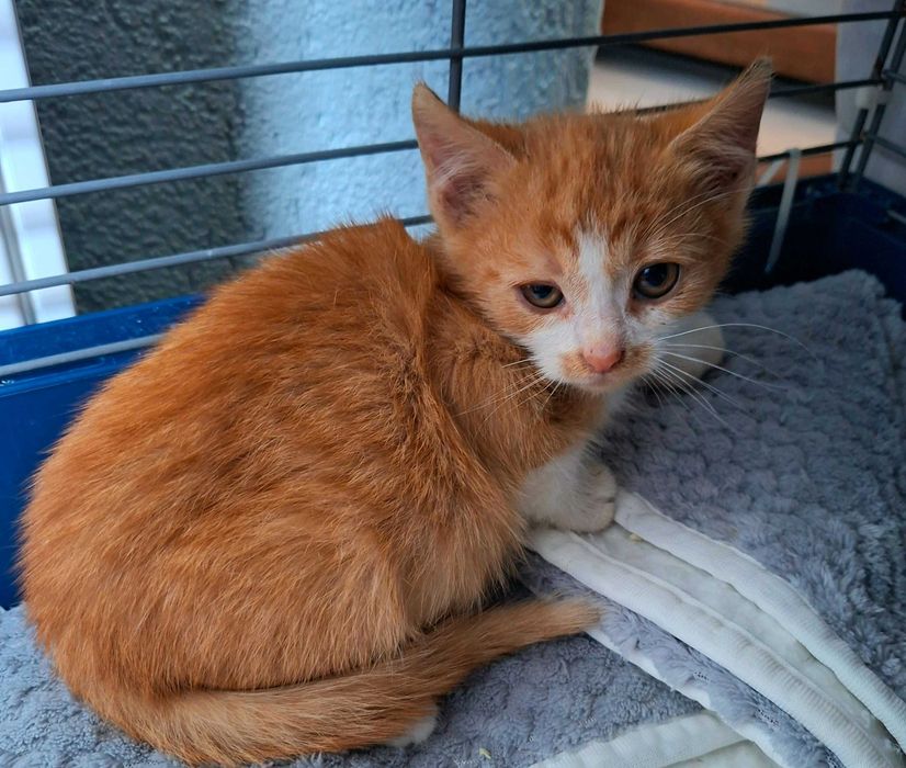 Adoptie pui de pisica roscat Dumitrel
