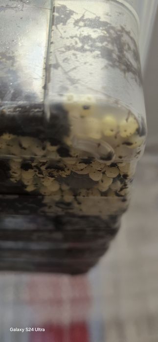 Улитка боллари ва тухуми