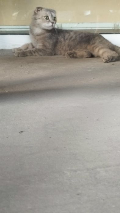 Scottish fold sotiladi