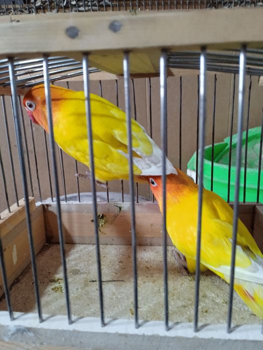 Qush sotiladi 2 tasi erkak 2tasi par to udg