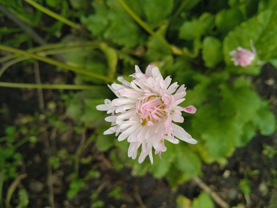 Продам маргаритки