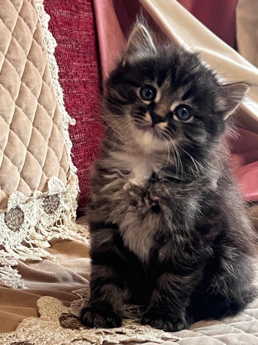 Сибирские котята