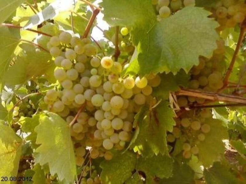 Strugur de vin fetească neagră livram la domiciliu