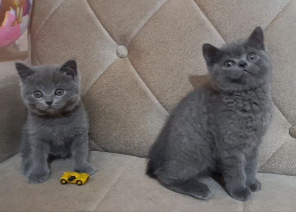 Британский страйт девочка 2 месяц