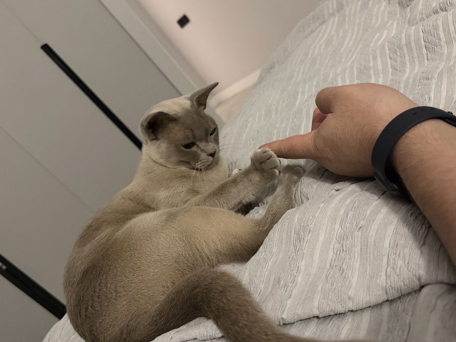 Кот Бурма Европейская