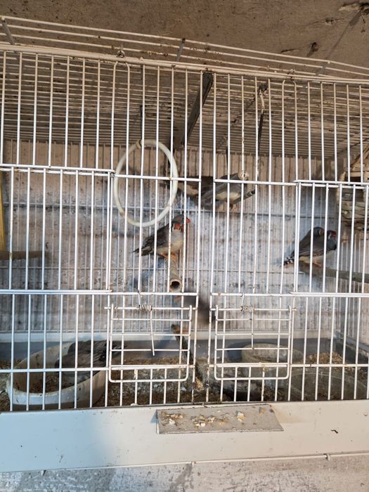 canari si zebre australiene