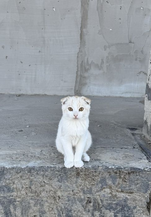 Продаю вислоухих котят
