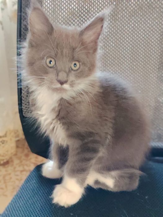 Кот Мейн Кун, мальчик королевская кровь