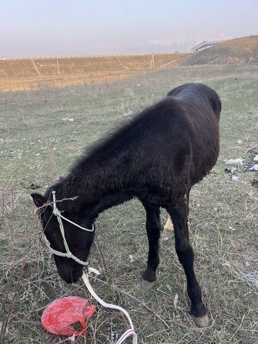 Вечерние  платья