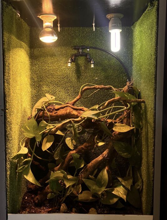 Vand terariu complet + cameleon