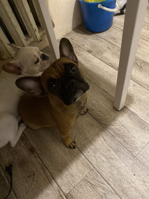 Французский Бульдог