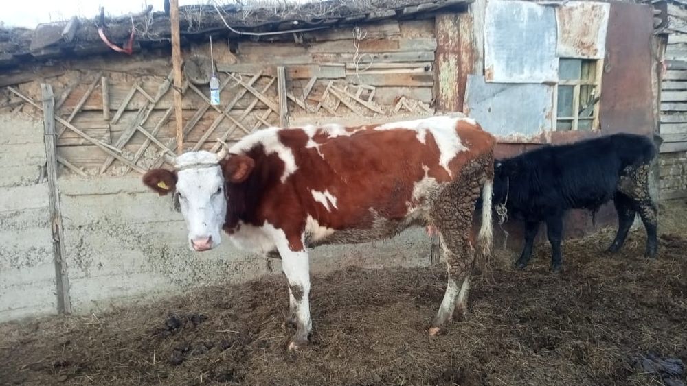Продам корову с телёнком  бык, бычок,