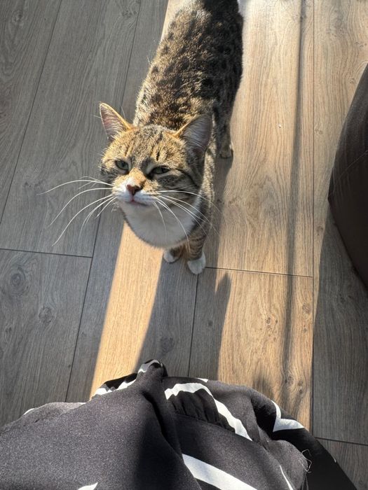 Милая кошка в добрые руки