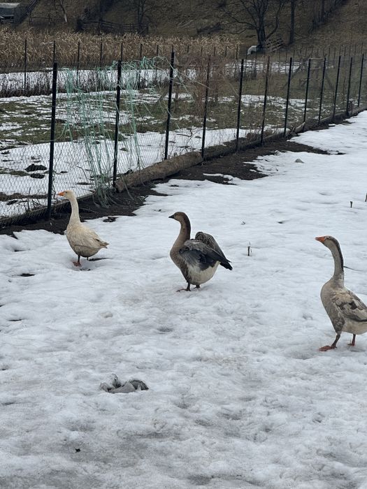 Gaste si rate de vanzare