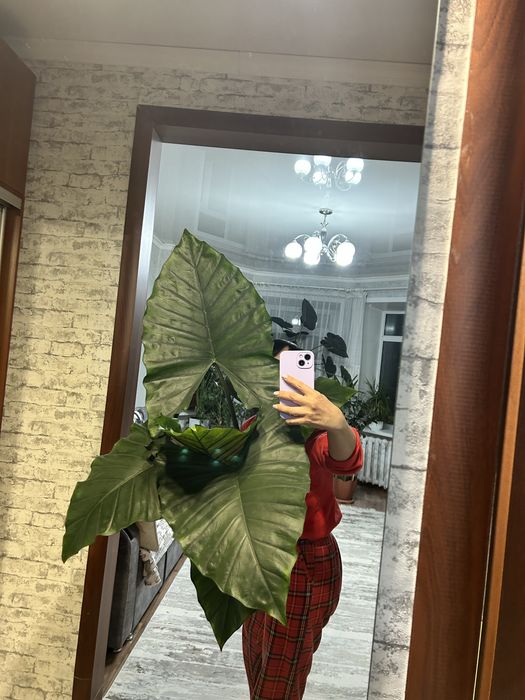 Комнатные цветы