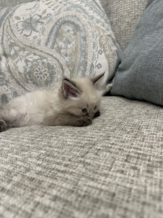 Продам ангорских котят