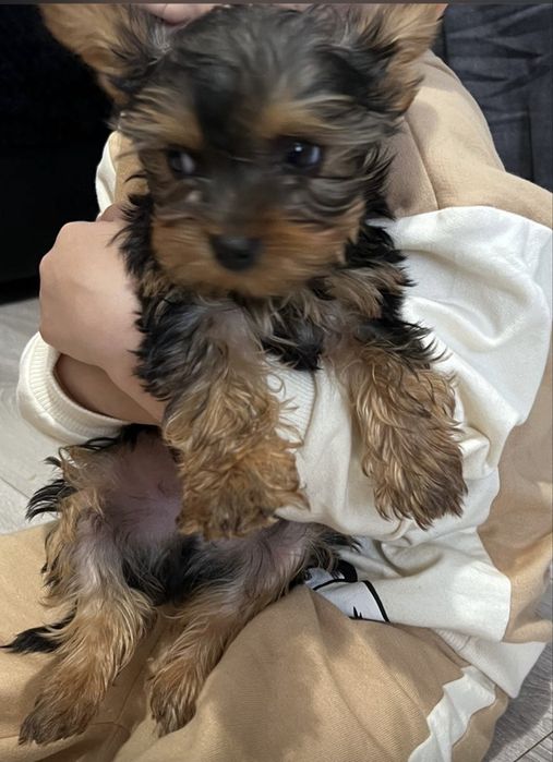 Mascul  yorkshire terrier toy