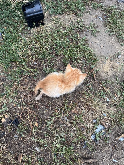 отдаю котенка в добрые руки