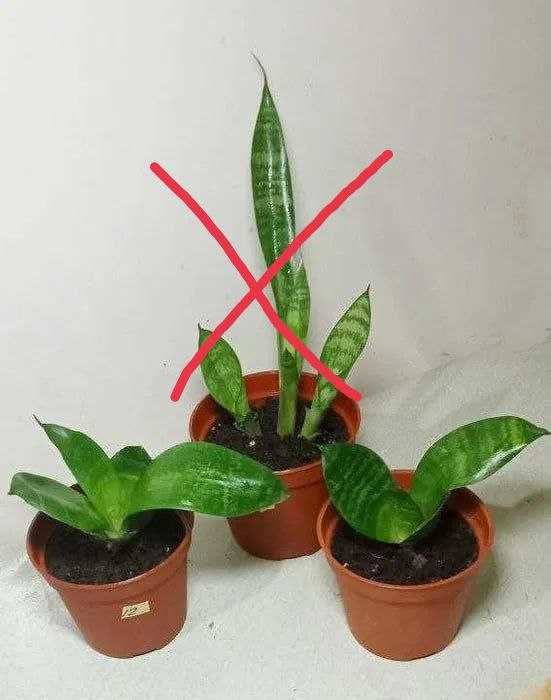 Продам Сансевиера . Цветок чемпион по производству кислорода.