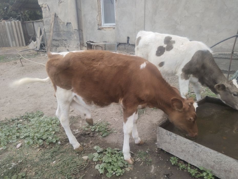 Рыжая тёлочка продаю
