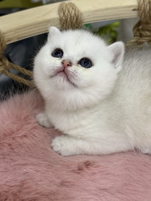 Шиншилла silver ns 11