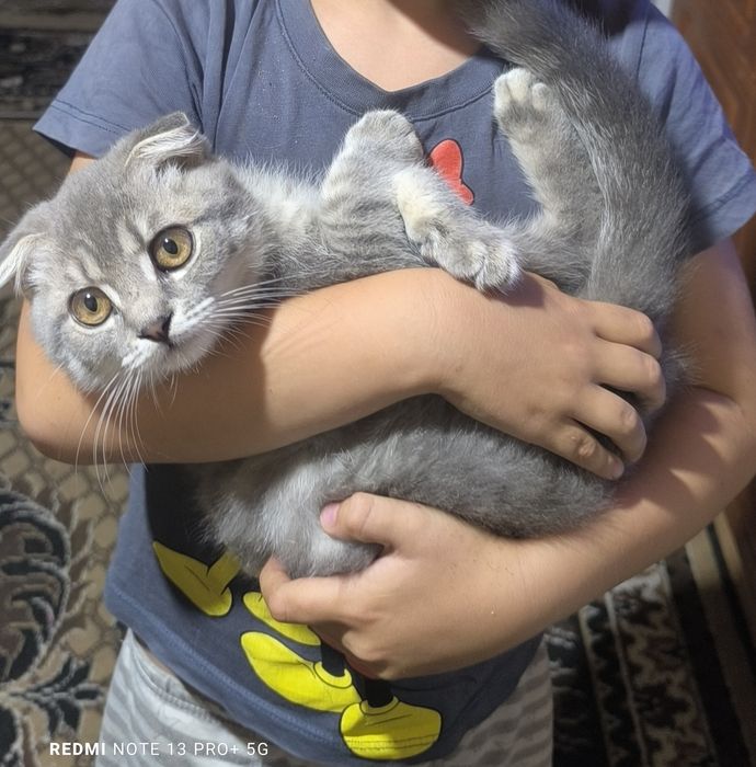 ОТДАМ Породистого мальчика