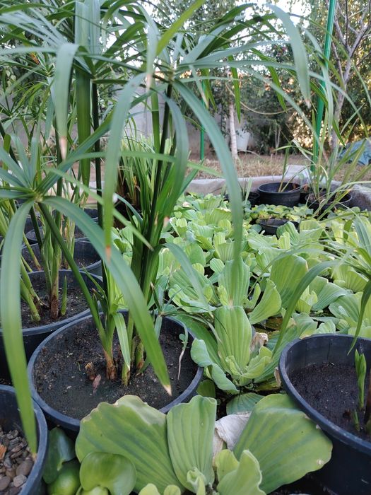 Plante iaz papura pitica stuf nuferi plante acvatice