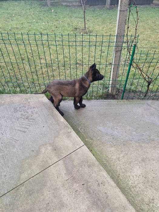 Belgian malinois ,2 Luni ,Pedigree A