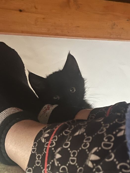 отдам ласковых котят в добрые руки