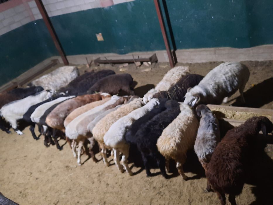 Кой токты тусак кошкар