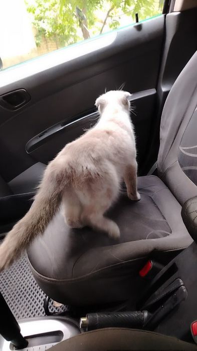 Шотландский скотиш фолт Акрас капучина