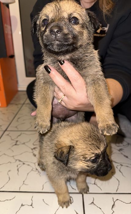 Donez 5 puiuți de talie mica  (2 luni)