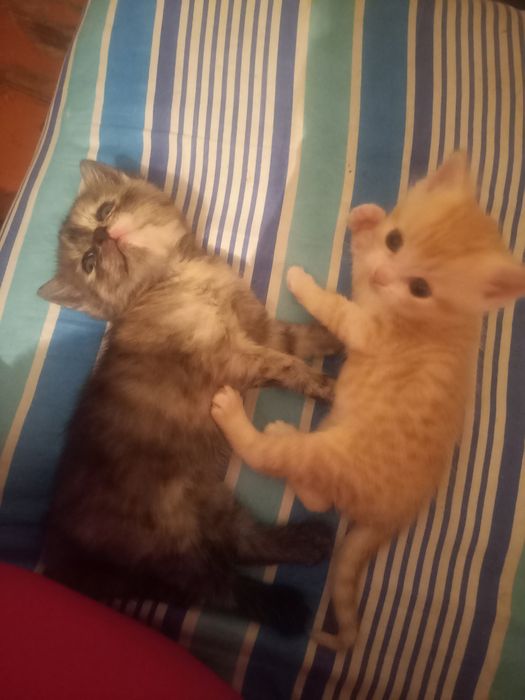 Отдам котят в добрые руки