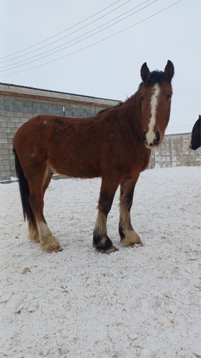 Лошади продажа.