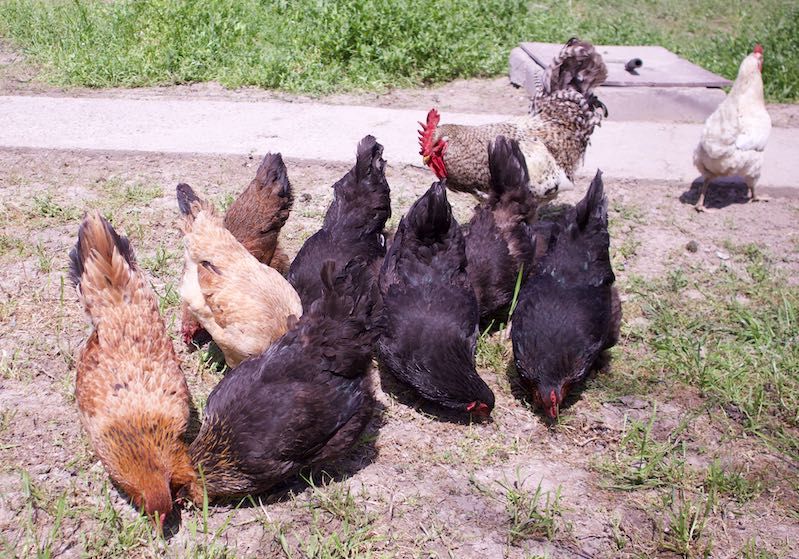 12 ta tovuq va bir xo'roz