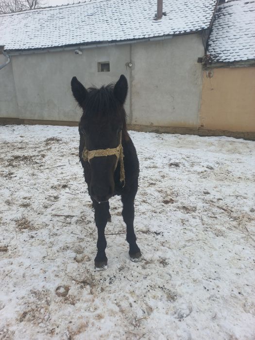 Mânz negru de vânzare