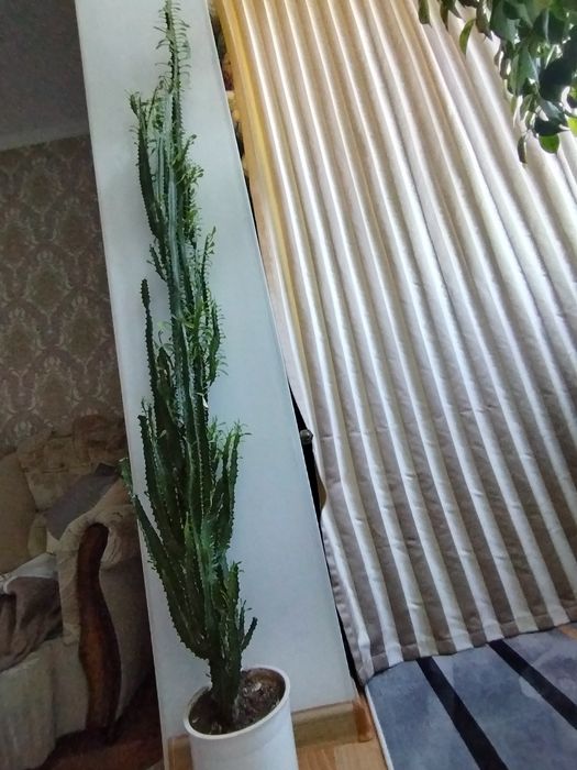 Комнатный цветы деревья