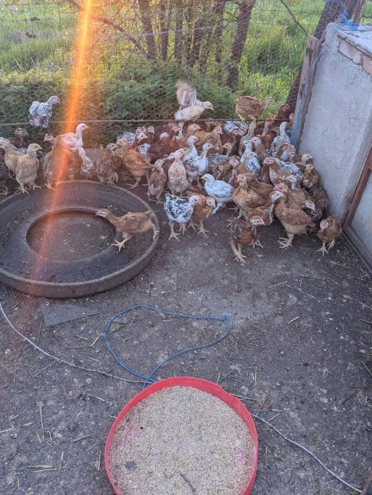 Pui de casa rasa kabir