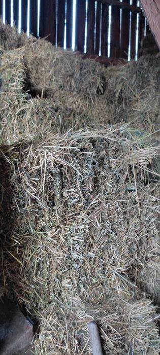 Vând baloți de lucernă mici