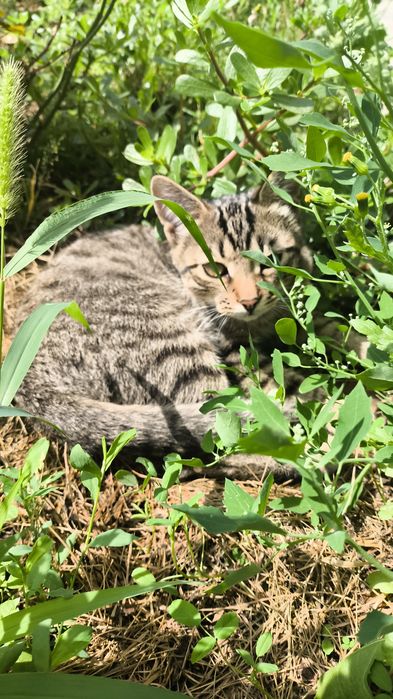Отдам двух котят в добрые руки