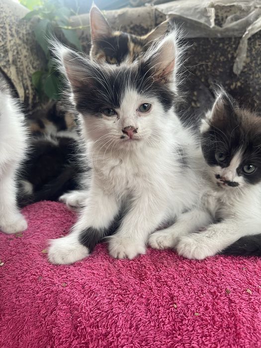 отдам котят в добрые руки