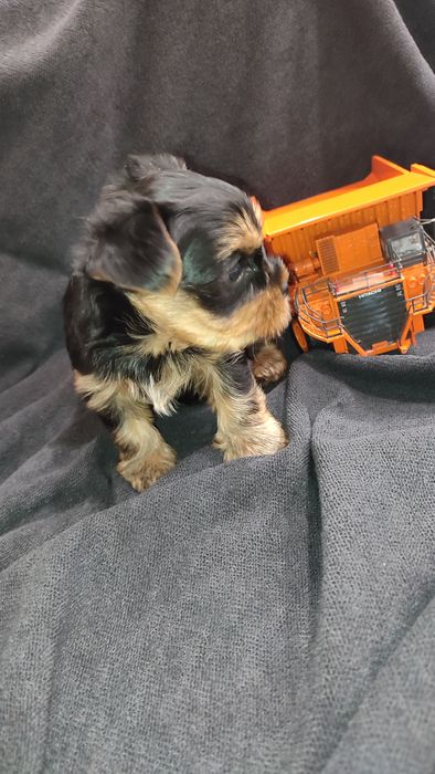 Йоркширский терьер