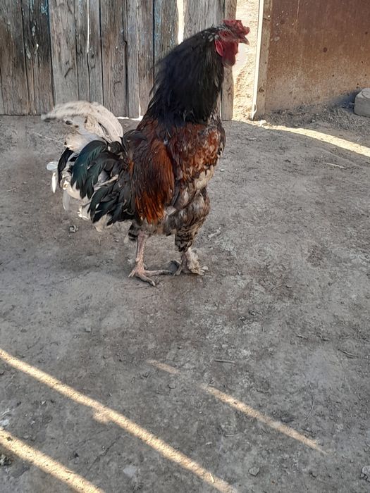 Продам Петухов крупных
