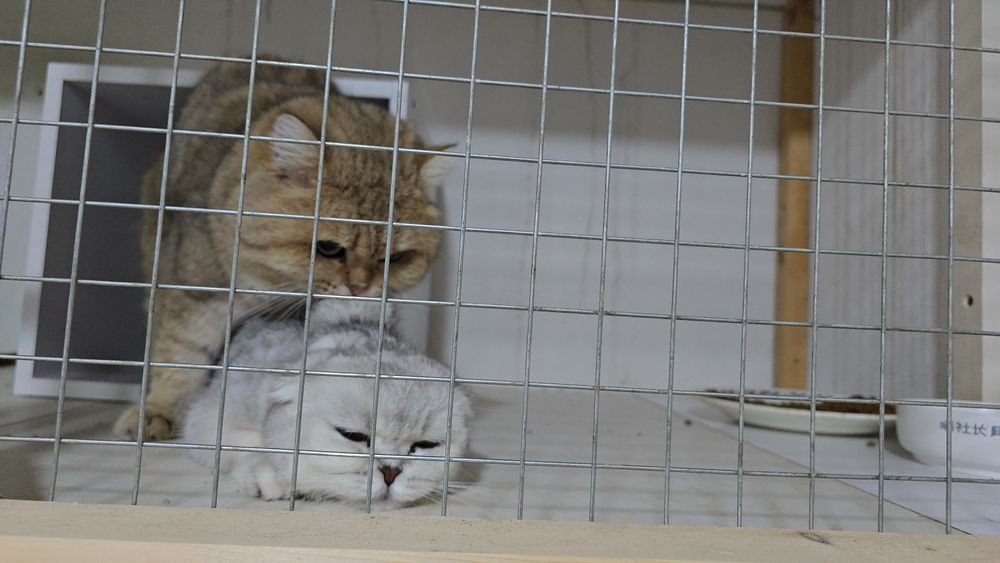 Серебристый шиншилла девичка тоза парода