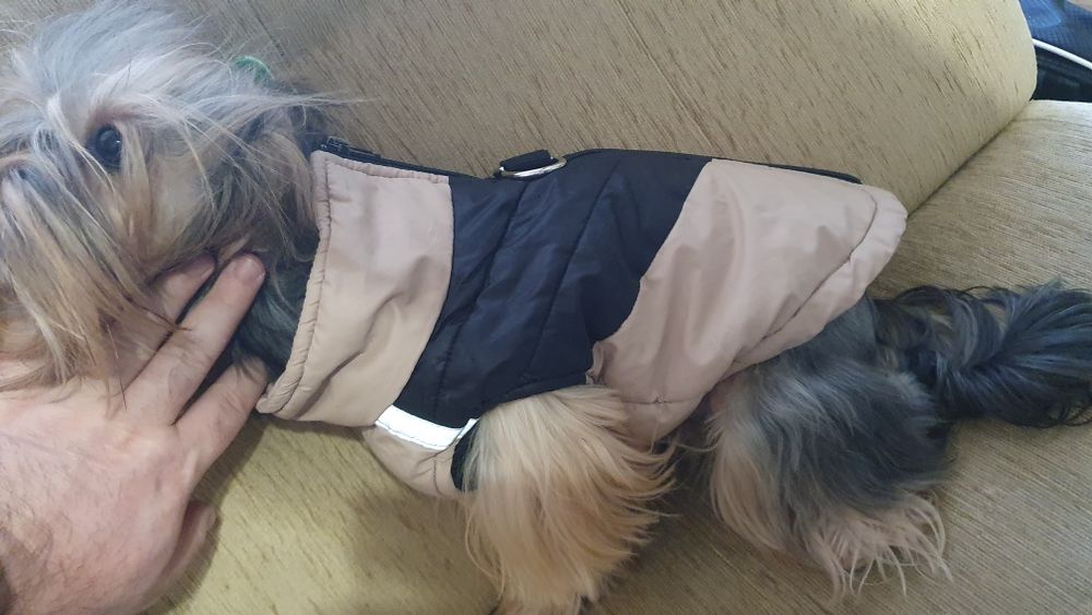 Грейка за малка порода кучета