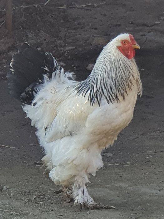 Braman  sotiladi