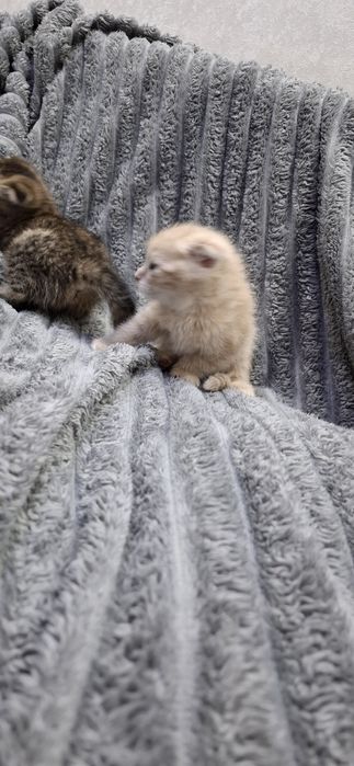 Шотландские котята